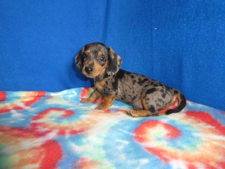 #6 Miniature Dachshund MALE