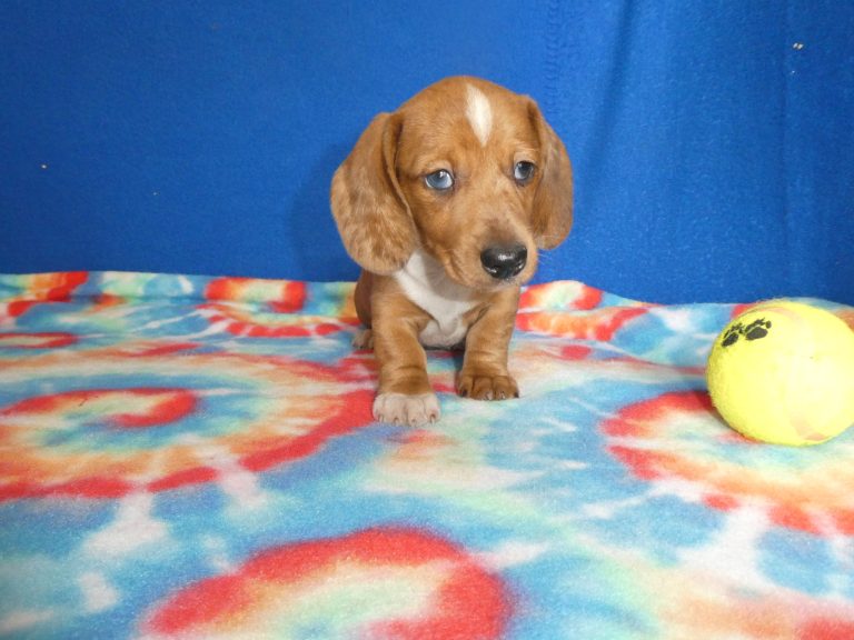 #7 Miniature Dachshund MALE