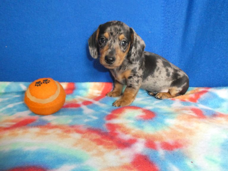 #8 Miniature Dachshund MALE