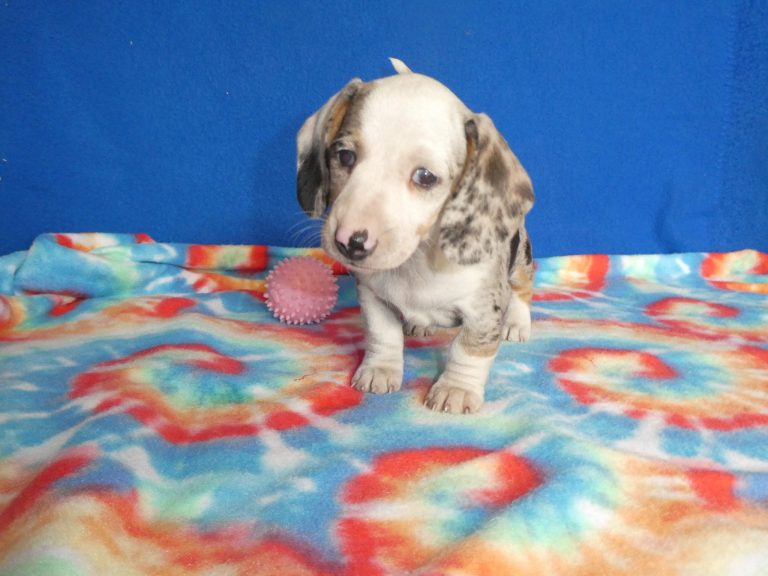 #9 Miniature Dachshund FEMALE