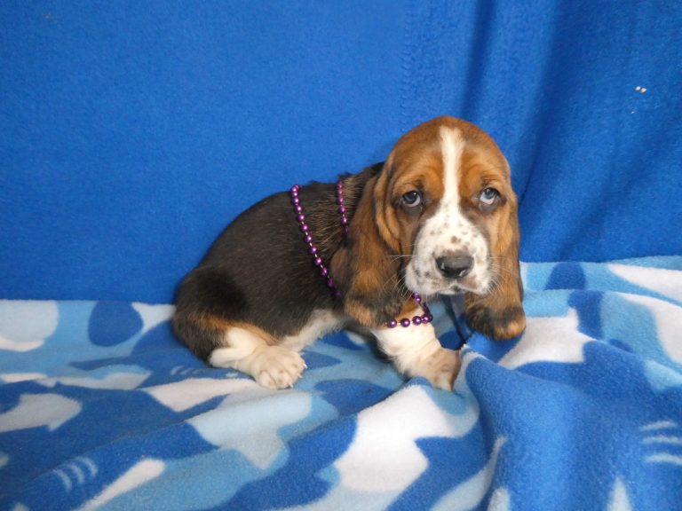 #5 Basset Hound FEMALE