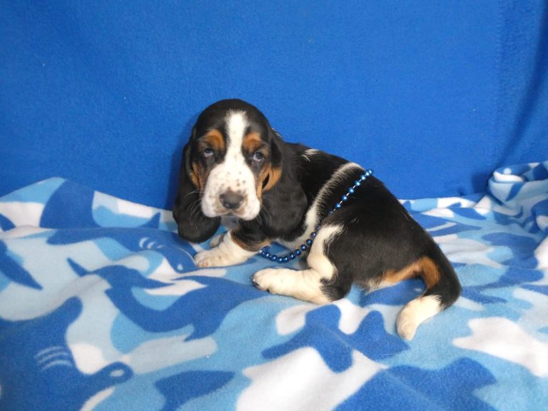 #6 BASSET HOUND Female