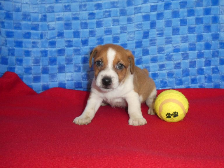 #8 Jack Russell Terrier MALE
