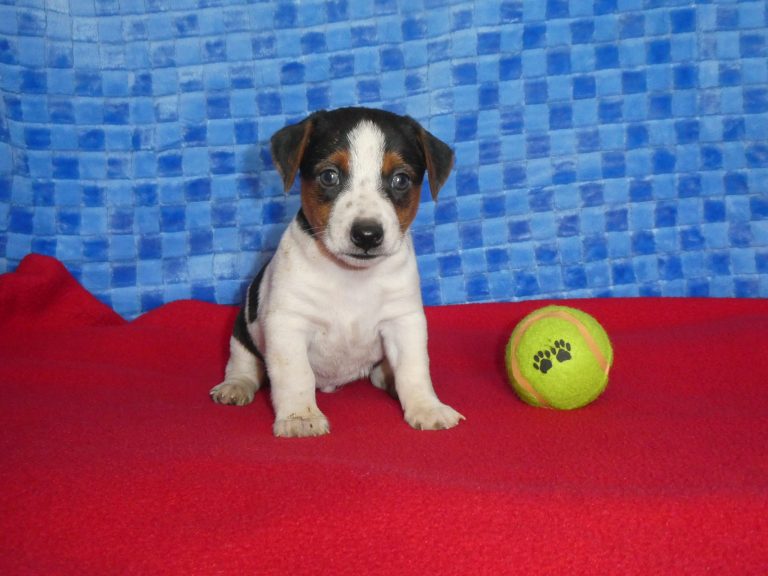 #9 Jack Russell Terrier MALE