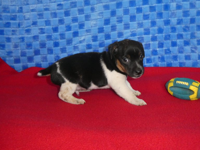 #10 Jack Russell Terrier MALE