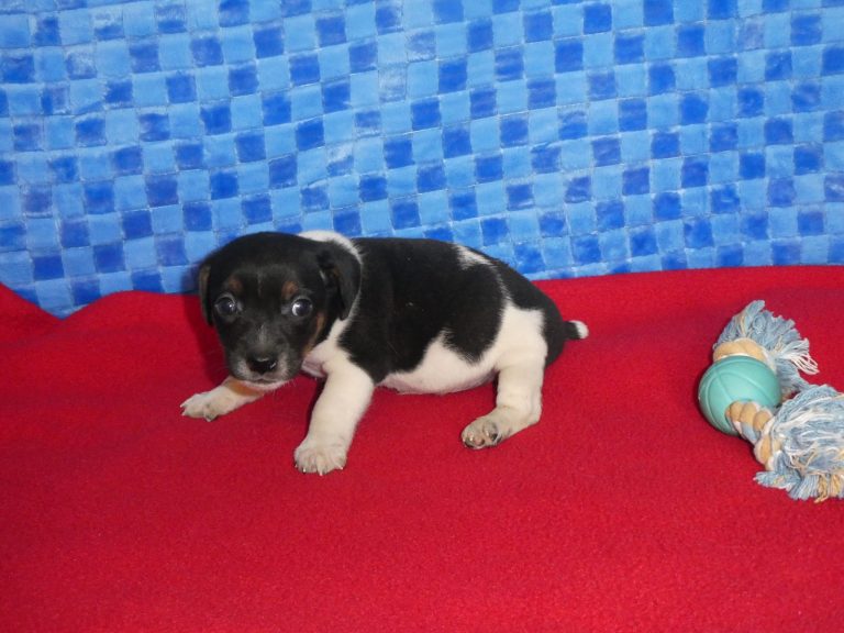 #11 Jack Russell Terrier MALE