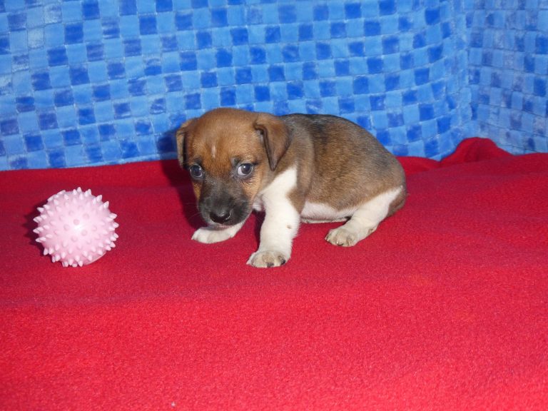 #12 Jack Russell Terrier FEMALE