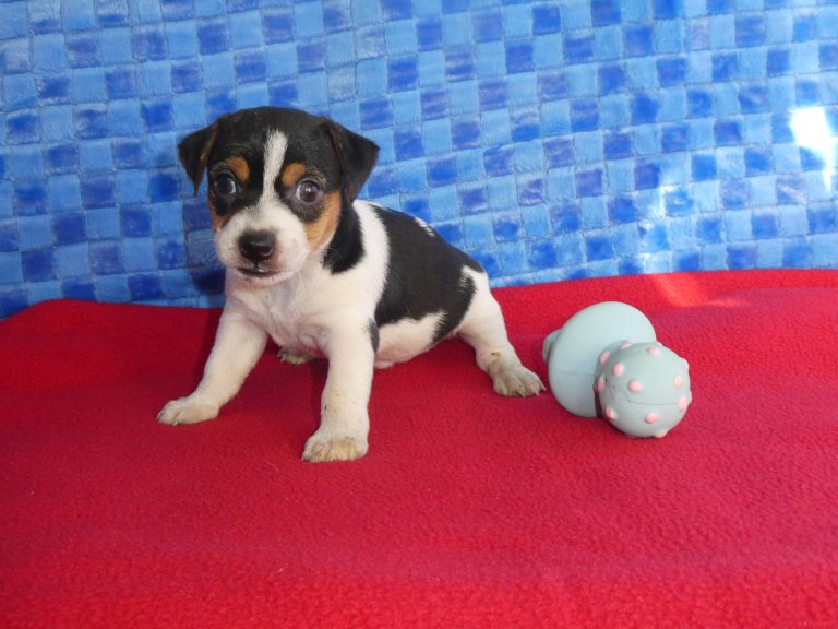 #13 Jack Russell Terrier FEMALE
