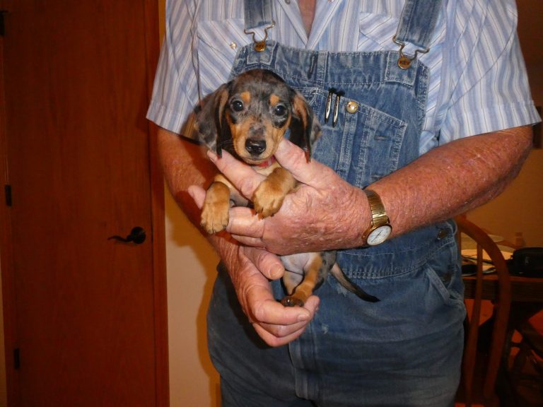 #4 Miniature Dachshund MALE