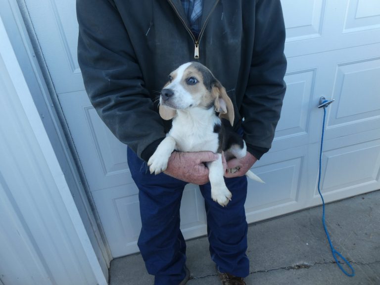 #31 BEAGLE Male