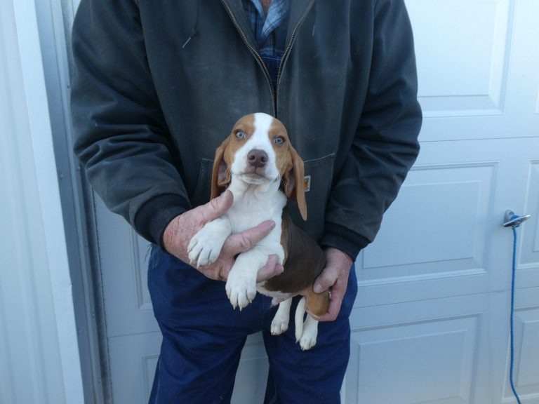 #33 Beagle MALE