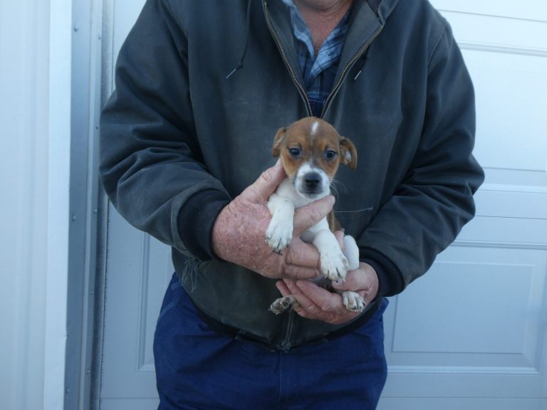 #40 Jack Russell Terrier MALE