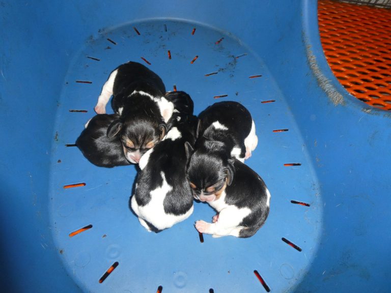 #1 BEAGLE Litter