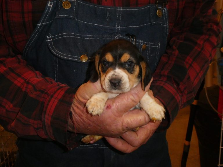 #5 BEAGLE Female