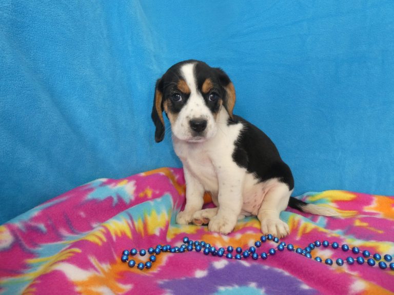 #7BEAGLE Female