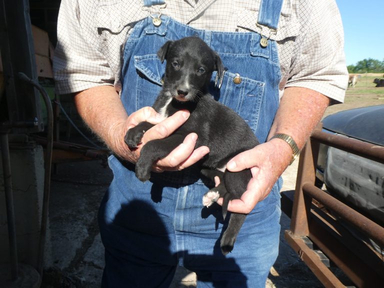 # 2 GREYHOUND FEMALE