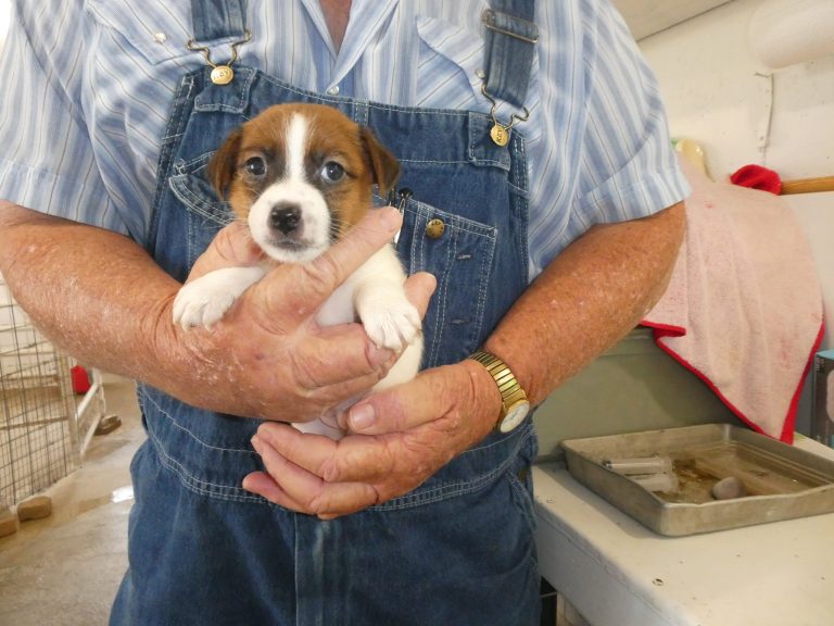 #4 Jack RUSSELL TERRIER Female