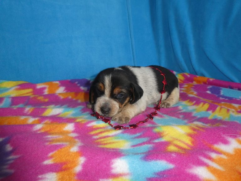 #12 BEAGLE Female