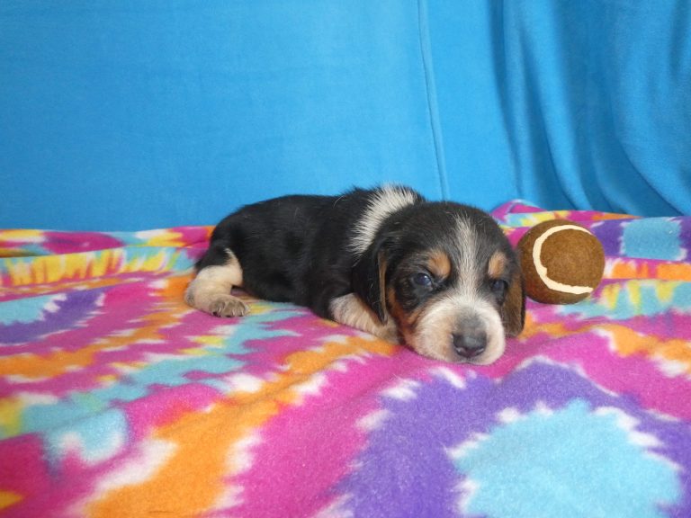 #11 Beagle Male