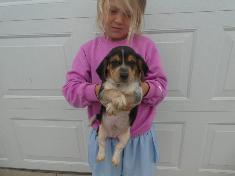 #11 Beagle Male