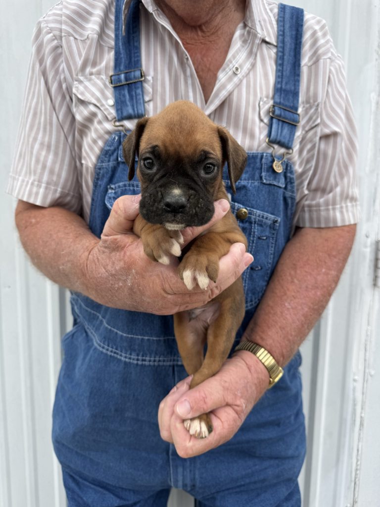 #2 BOXER Male