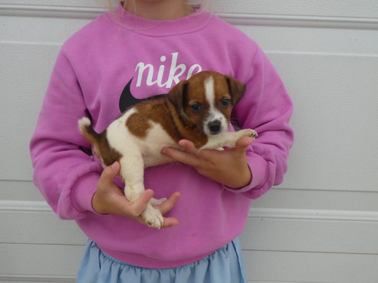 #7 Jack Russell Terrier FEMALE