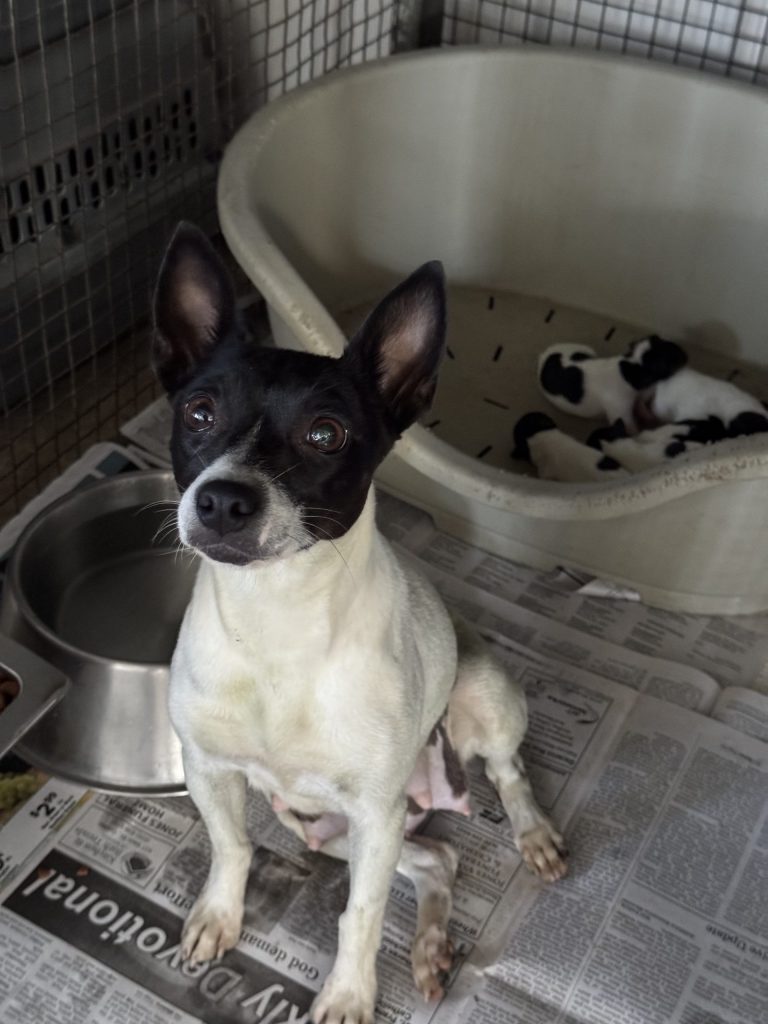 #1 Rat Terrier Litter
