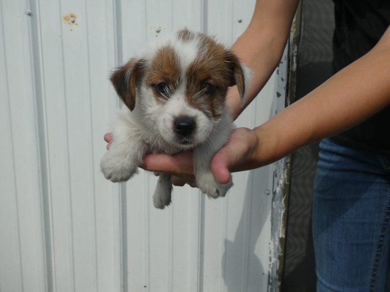 #8 Jack Russell Terrier Female
