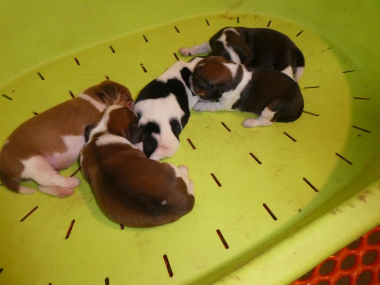 #12 Beagle Litter MALES