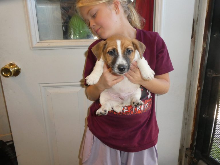 #7 Jack Russell Terrier MALE